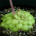 P_laueana_orange_small