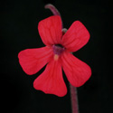 P_laueana_small1
