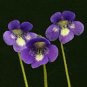 P_leptoceras