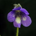 P_leptoceras1