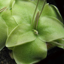 P_lilacina1_small