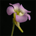 P_lilacina_small