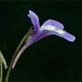 P_long_dertosensis1_small
