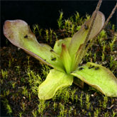 P_long_dertosensis2_small
