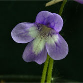 P_long_dertosensis3_small
