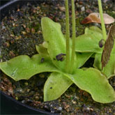P_long_dertosensis5_small