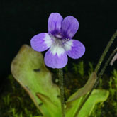 P_long_dertosensis_small