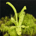 P_longifolia1_small