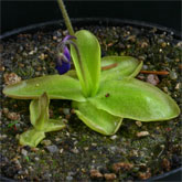 P_longifolia2_small