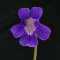P_longifolia_small
