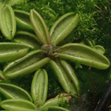 P_lusitanica1_small
