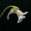 P_lusitanica_small