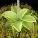 P_lutea1_small