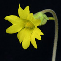 P_lutea_small
