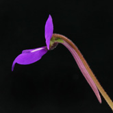 P_macrophylla2_small