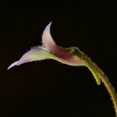 P_medusina2_small