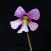 P_medusina3_small
