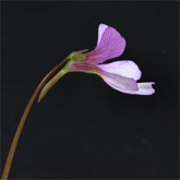 P_medusina5_small