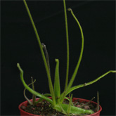 P_medusina6_small