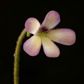 P_medusina_small1