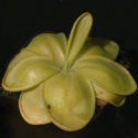 P_moranensis1_small