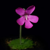 P_moranensis2_small