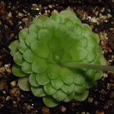 P_moranensis4_small