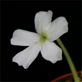 P_moranensis_Alba1_small