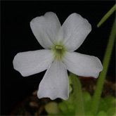 P_moranensis_Alba_small