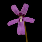 P_moranensis_LV2_small