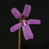 P_moranensis_LV4_small