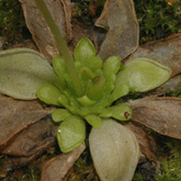P_moranensis_LV6_small