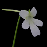 P_moranensis_Molango1_small