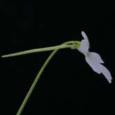 P_moranensis_Molango2_small