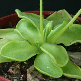 P_moranensis_Molango3_small