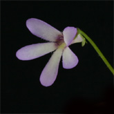 P_parvifolia1_small