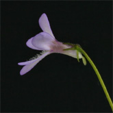 P_parvifolia2_small