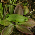 P_parvifolia3_small1