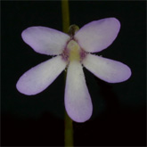 P_parvifolia_small