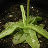 P_primuliflora1_small1