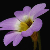 P_primuliflora2_small