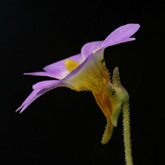 P_primuliflora3_small