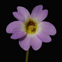 P_primuliflora_small