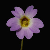 P_primuliflora_small1