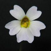 P_primuliflora_white_small