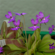 P_rectifolia_small