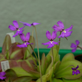 P_rectifolia_small1
