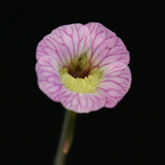 P_reticulata6_small