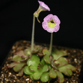 P_reticulata8_small