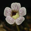 P_reticulata_small